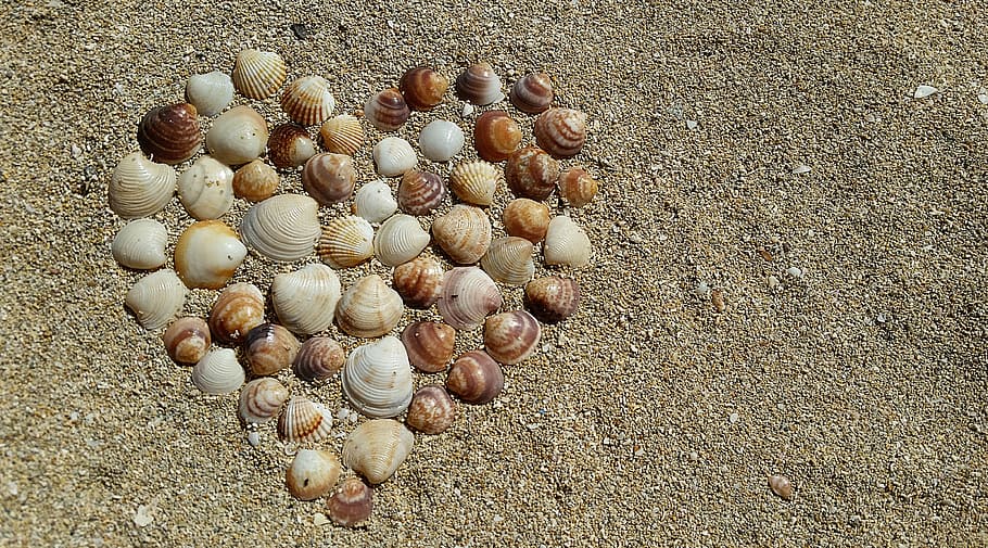 seashell form, heart, sand, mussels, harmony, love, i love you, heart in sand, beach, most beach
