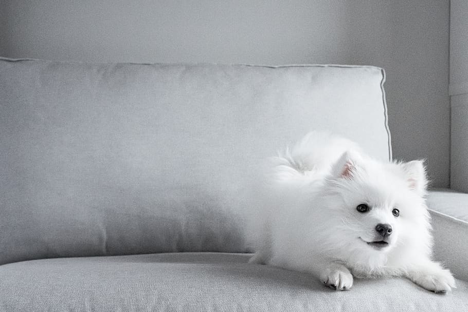 Royalty Free The Japanese Spitz Photos Free Download Pxfuel