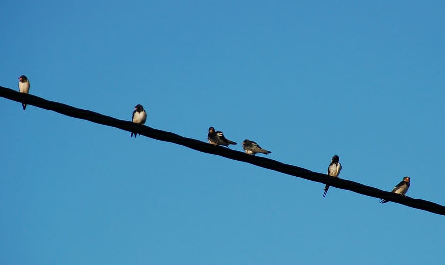 the dome of the sky, birds, swallow, cable, telephone cable, next to each other, list, bird, animal, vertebrate