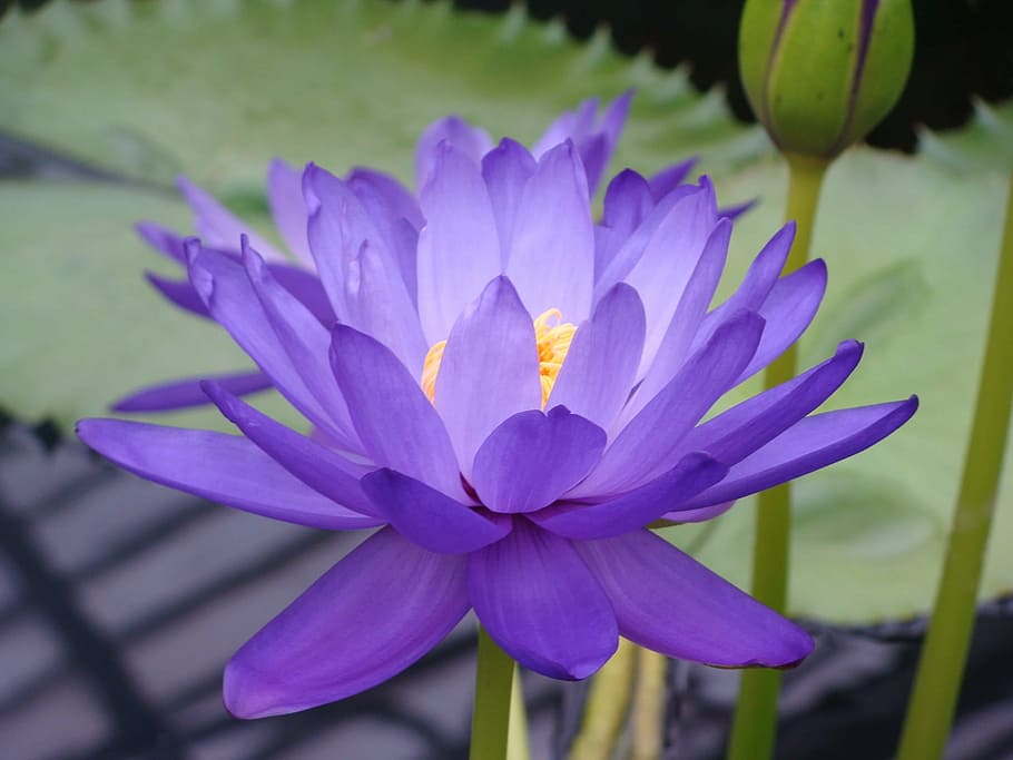 purple petaled flower, water lily, nymphea, lotus, blue lotus, nympheaceae, careulea, flower, purple flower, nature