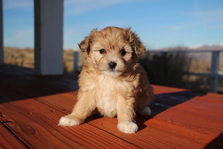 aussiedoodle, puppy, cute, young, hybrid, aussiepoo, small, pet, animal, dog