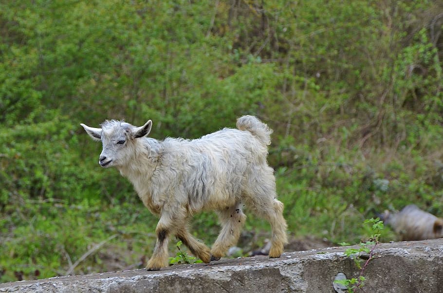 white, goat, walking, gray, pavement, goats, animal, farm, nature, mammal