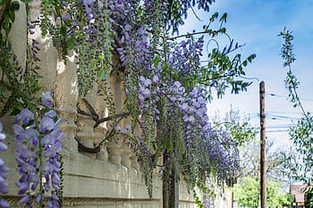 wall-hanging-flowers-stone-wall-garden-royalty-free-thumbnail.jpg