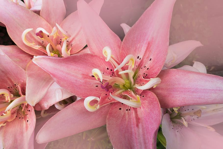 closeup, foto, pink, bunga-bunga yang di petal, daylily, hemerocallis, tanaman day lily, bunga, tanaman, alam