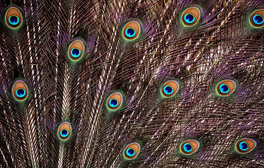peacock feathers, digital, wallpaper, wheel, plumage, iridescent, animal, pride, colorful, beat rad