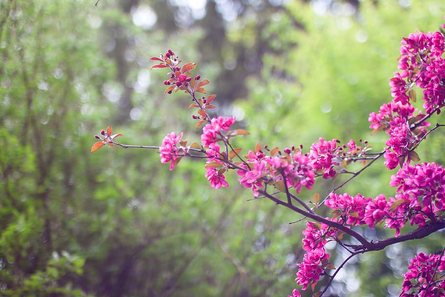 dangkal, fotografi fokus, pink, bunga daun bunga, bunga, fokus, foto, pohon, hijau, tanaman