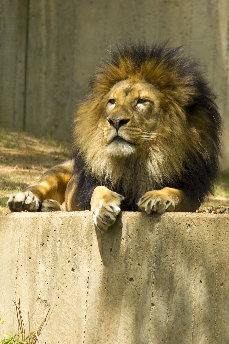 Lion, Zoo, Animal, Down, Proud, laying down, king of the jungle, lion - Feline, wildlife, carnivore