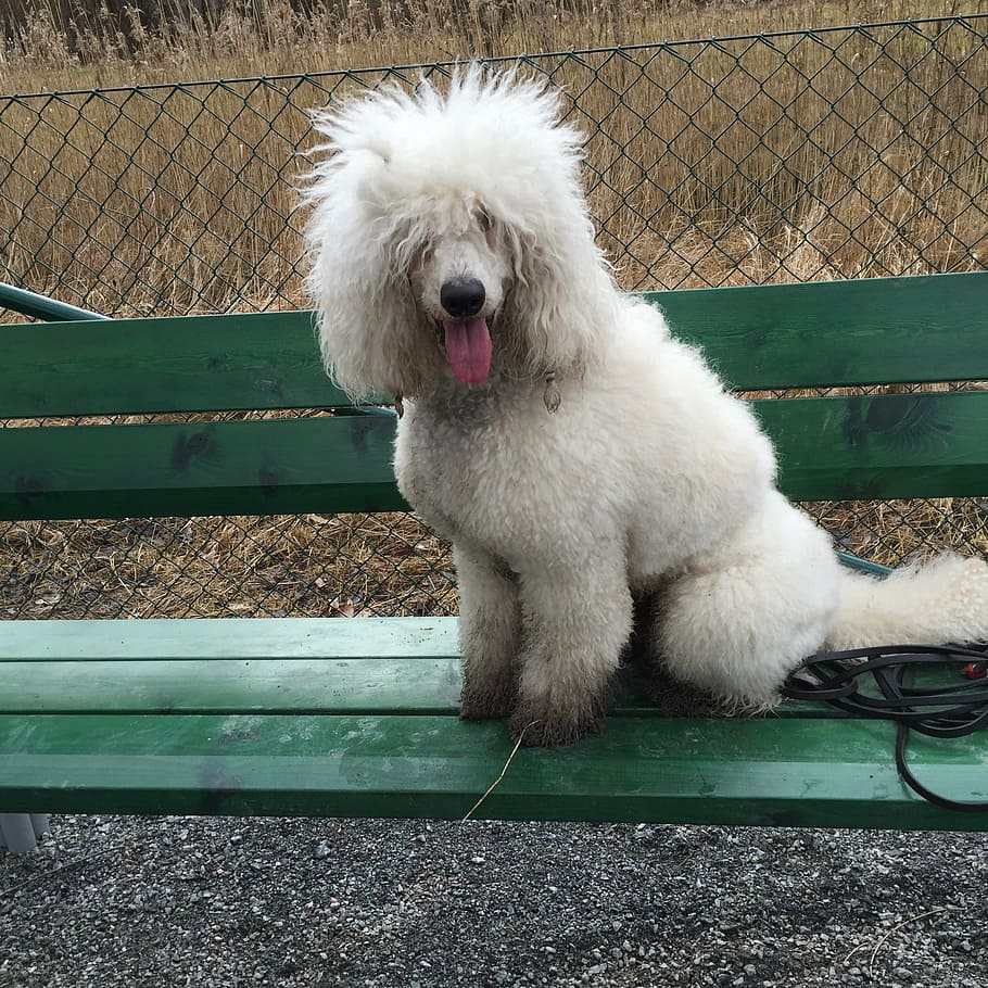 dog, poodle, doggie, dirty, outdoor, bench, pet, one animal, domestic, pets