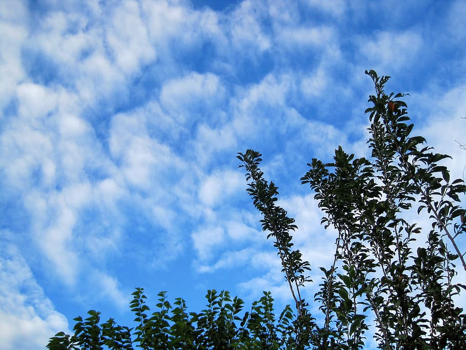 白い雲, 雲, 白, 緩い, 散在, うっすらと, 葉, 空, 青, 雲-空