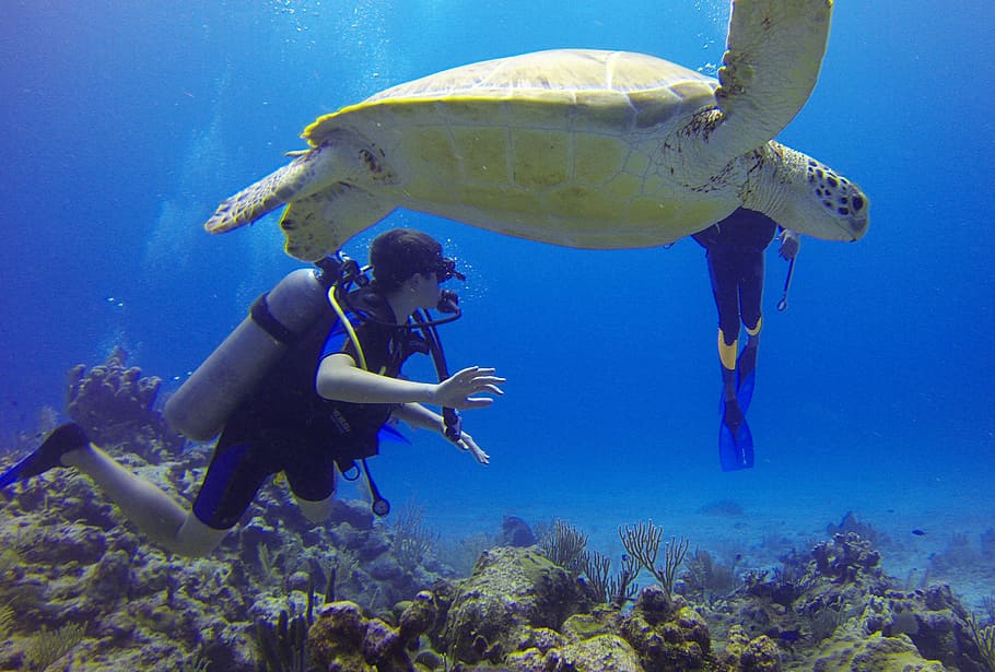 person, diving, water, diver, turtle, mexico, scuba diving, sea, bottles, blue