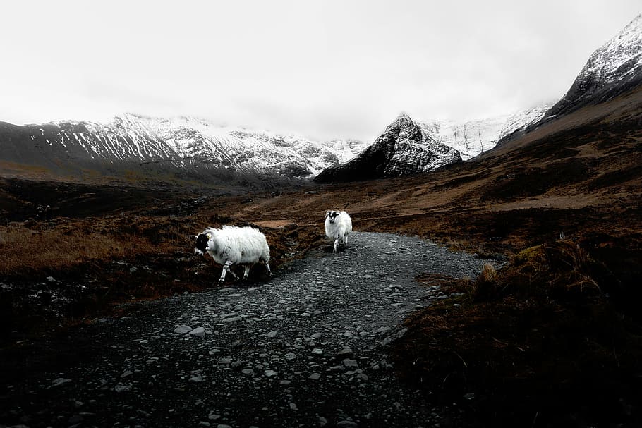 dua, putih, domba, berjalan, jalan, gunung, alam, salju, pegunungan Alpen, bentang alam