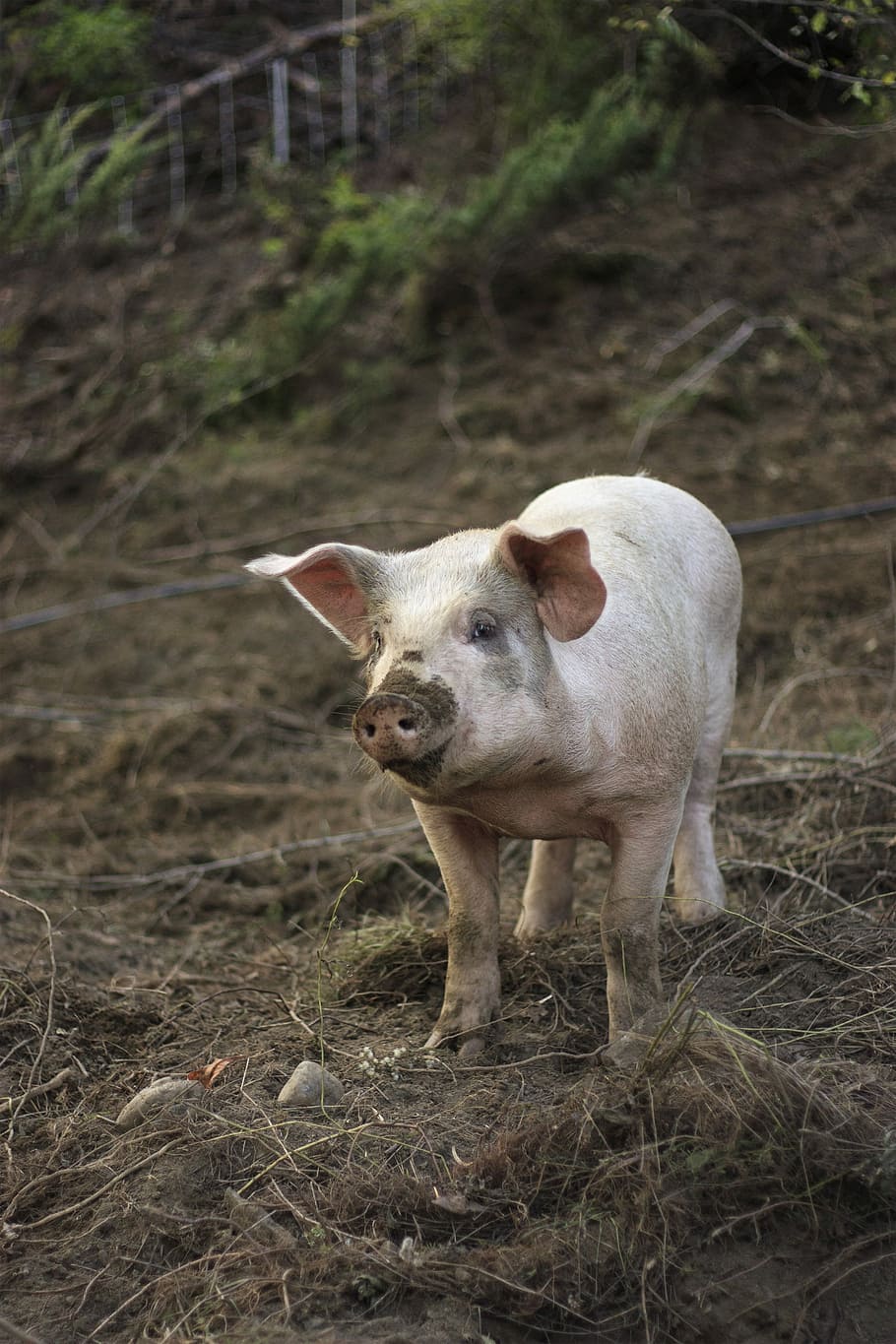 Farm, Pig, Animal, Agriculture, animal, agriculture, livestock, farming, piggy, cute, swine