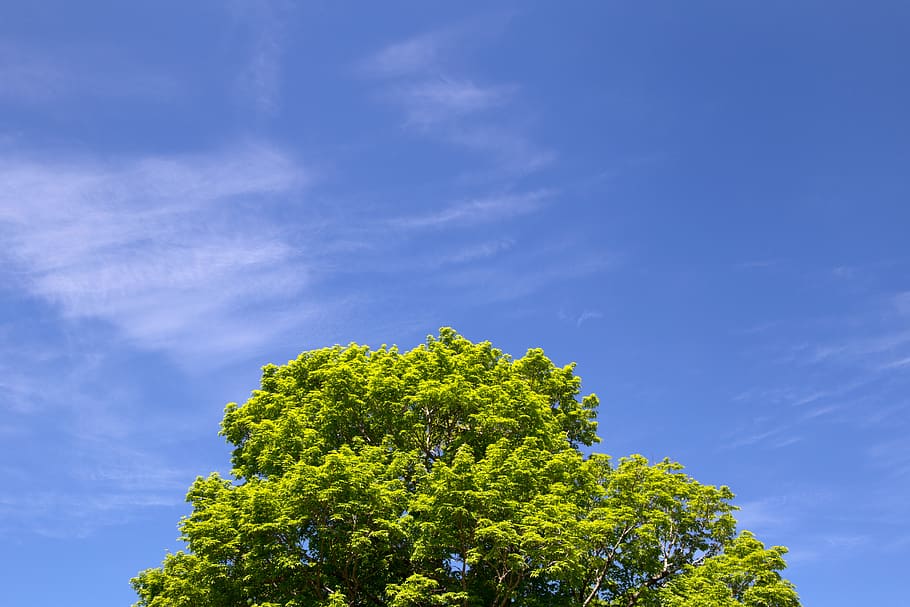 clouds, leaves, nature, sky, trees, tree, blue, cloud - sky, plant, beauty in nature