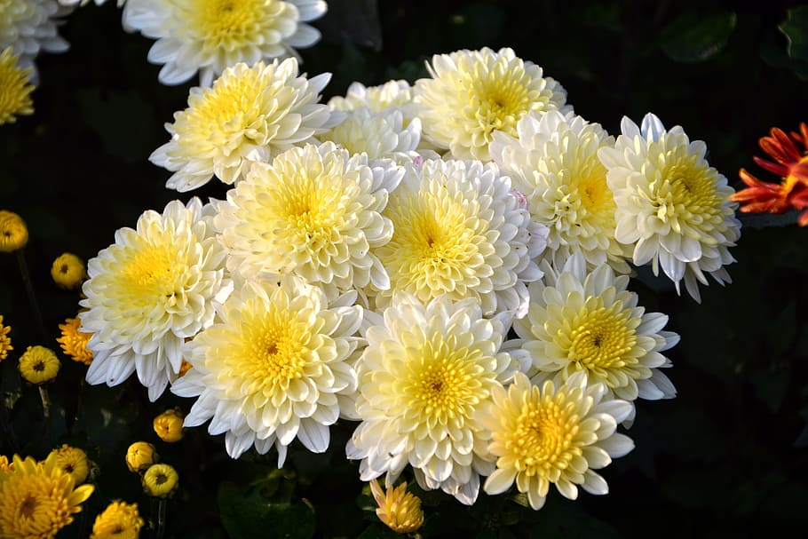 yellow-and-white petaled flowers, flower, chichewa live, vivid color, flowers, plant, macro, autumn flowers, nature, flower picture