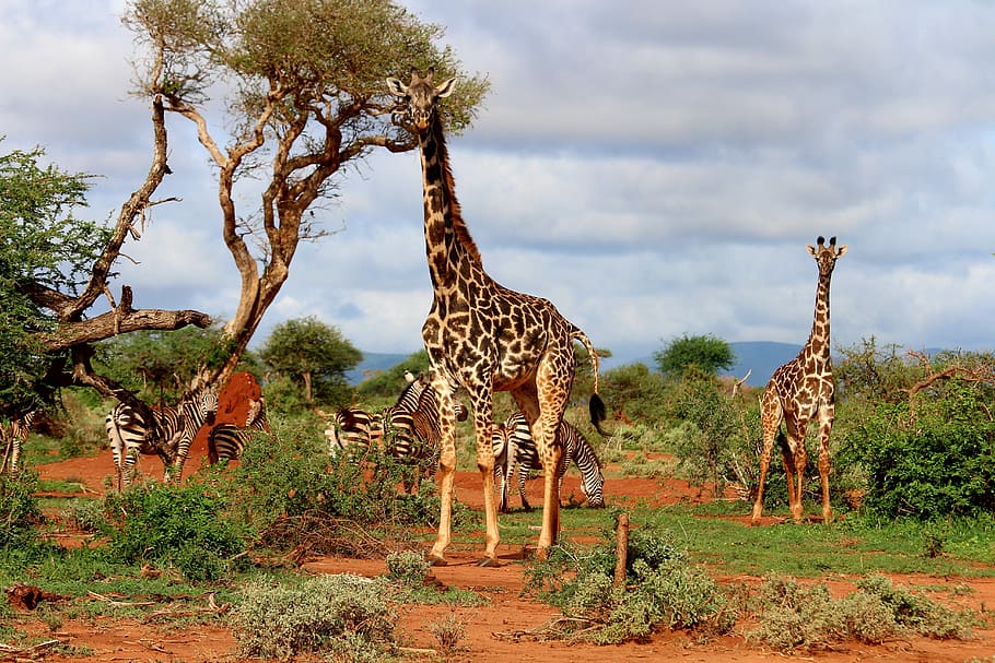 giraffes, zebras, surrounded, bush, cloudy, sky, daytime, Giraffe, Africa, Zebra