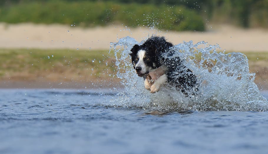 perro, corriendo, cuerpo, agua, durante el día, cuerpo de agua, border collie, salto, perro pastor británico, verano
