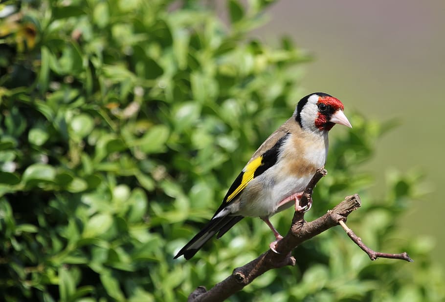 european goldfinch, bird, finch, gold, perched, feather, beak, animal themes, animal wildlife, animal