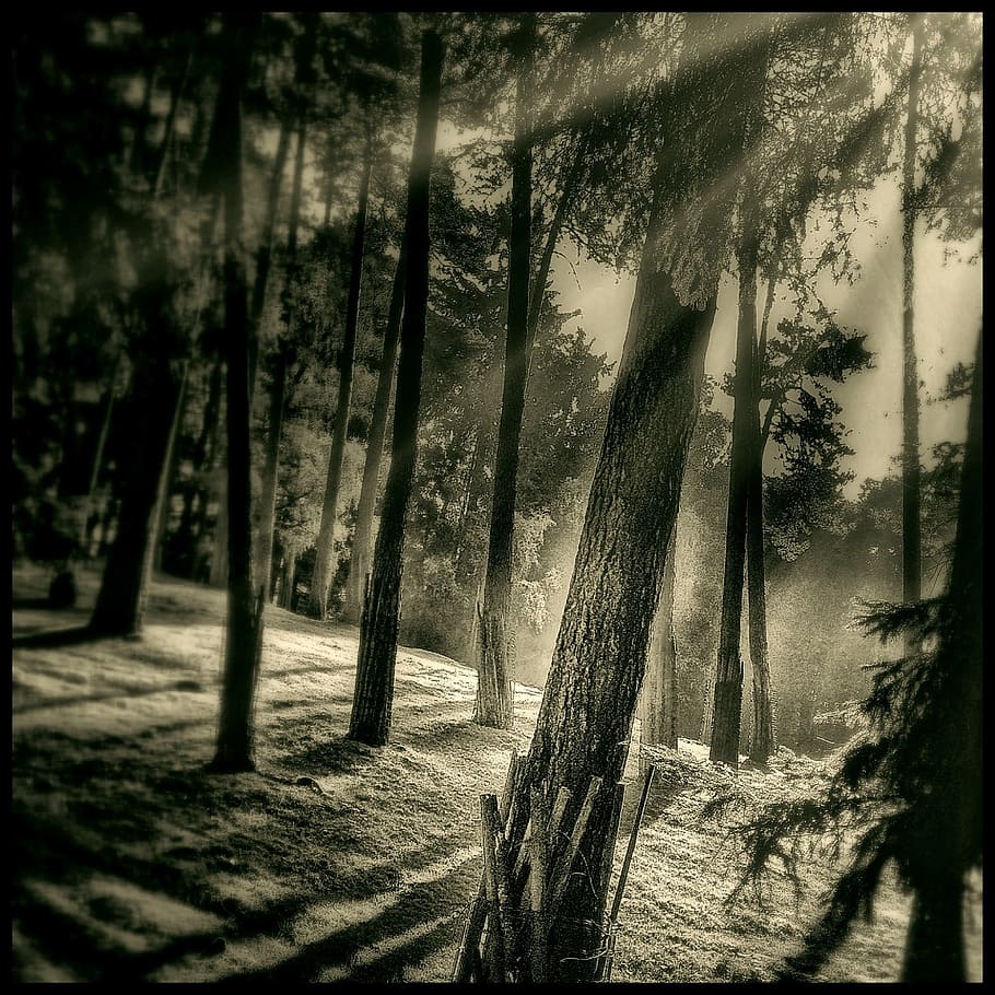 fotografi abu-abu, pohon, hutan, mistisisme, lampu belakang, suasana hati, matahari, log, sihir, kegelapan