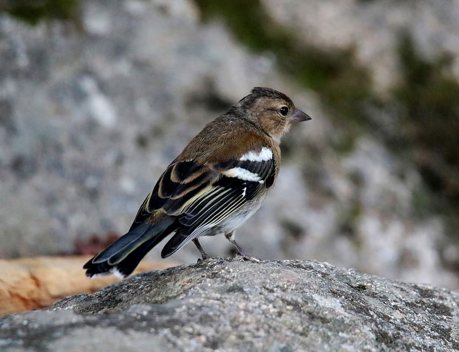 Chaffinch, Female, Andorra, Bird, Europe, forest, songbird, wild, finch, perched