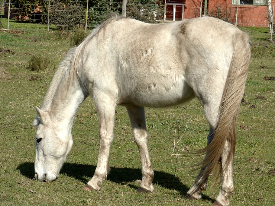 equine, dapple, eating, animal, four legged, horse, mammal, nature, farm, outdoors
