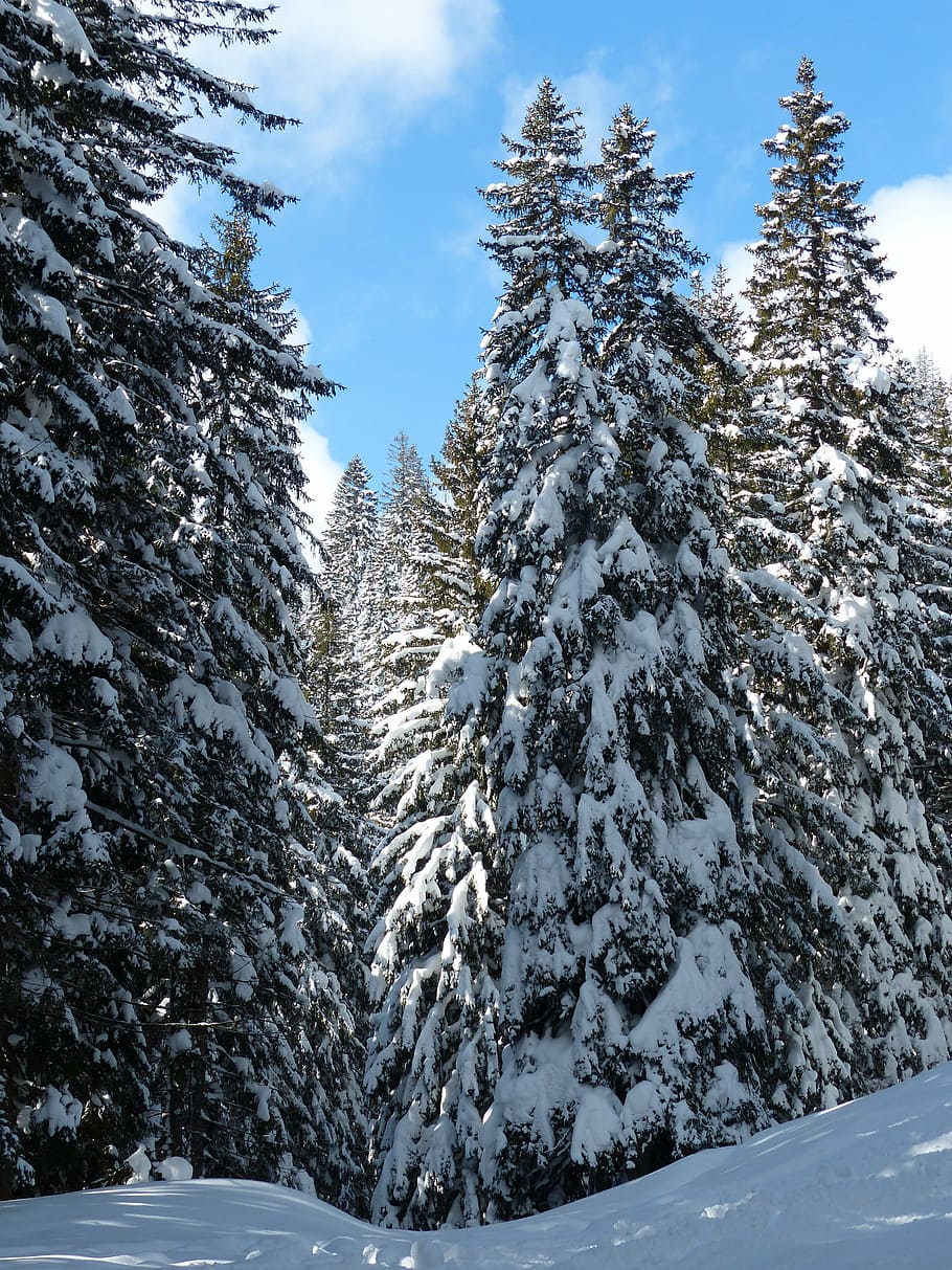 pinheiro, coberto, neve, durante o dia, abeto, abetos, árvores, nevado, inverno, céu