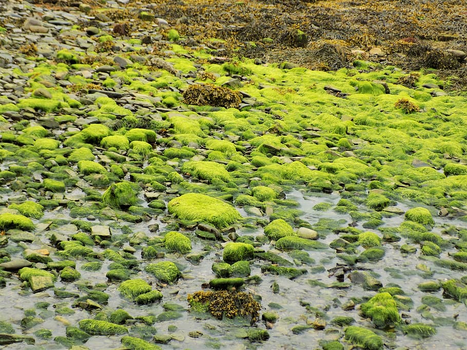 seaweed, harbour, marine, water, coast, island, travel, nature, outdoors, moss