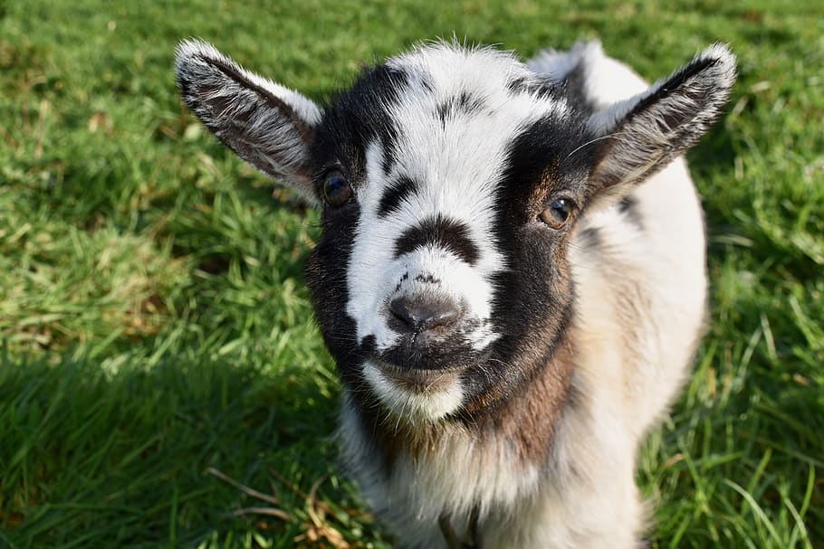 goat, baby goat, kid, ibex, horn, herbivore, prairie, ruminants, portrait, goat paquito