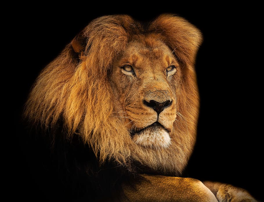 photo of lion, lion, king, mane, africa, mammal, safari, feline, leo, strong