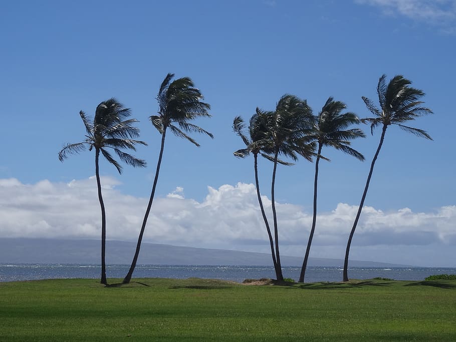 palmeiras, havaí, férias, desejo por viajar, molokai, natureza, mares, viagem ao redor do mundo, planta, céu