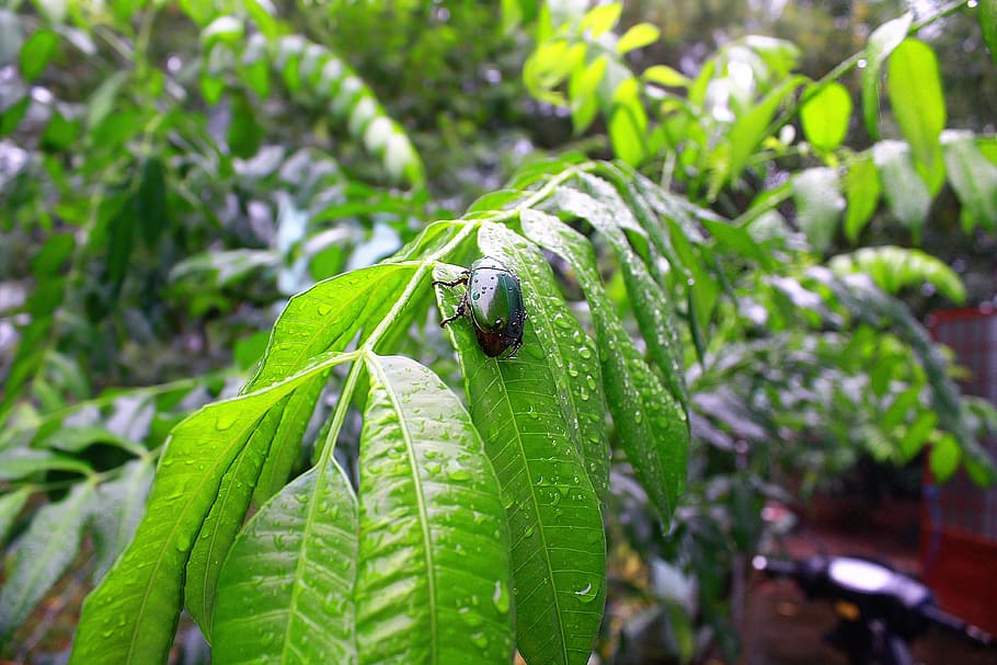 Serangga, Thailand, Zika, hijau, insektisida, parasit, simbol, kutu busuk, kutu, penyakit