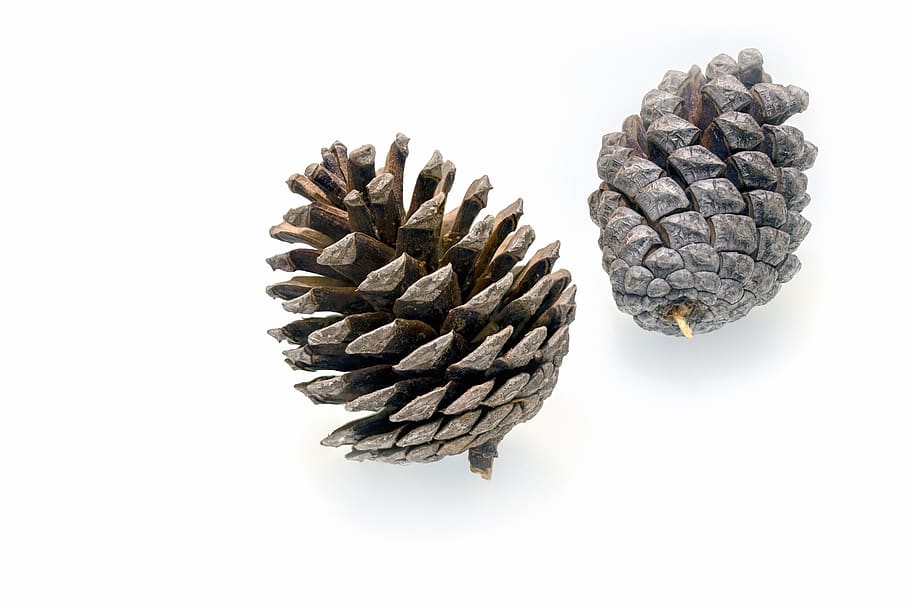 tap, fir tree, decoration, pine cones, christmas, scale, cone scales, wood, tree, white background