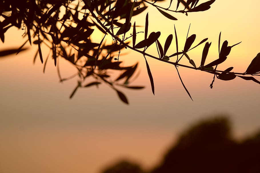 silhouette of leaves, olive tree, branch, sunset, leaves, branches, tree, nature, leaf, foliage