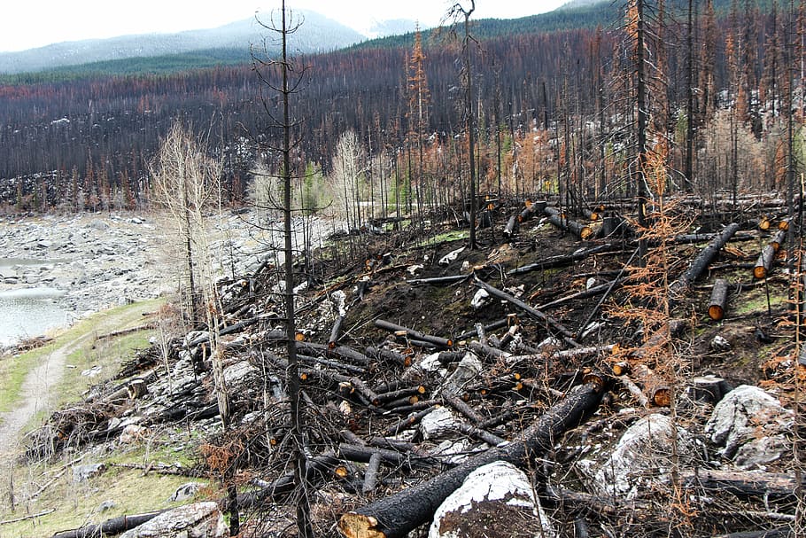 chopped, trees, forest fire, spirit lake, jasper, alberta, canada, charred, bank, branch