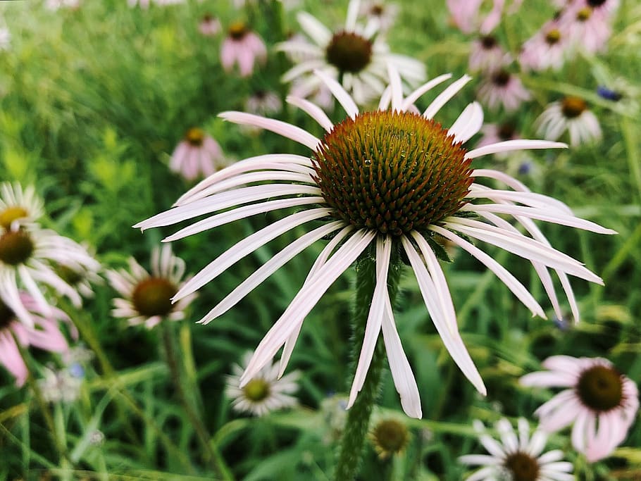 flower, summer, coneflower, echinacea, nature, plant, blossom, pink, growth, flowering plant