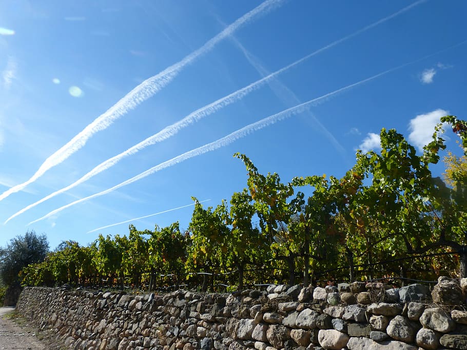 Sky, Vineyard, Wall, Perspective, landscape, wind, chemtrails, tree, rural scene, agriculture