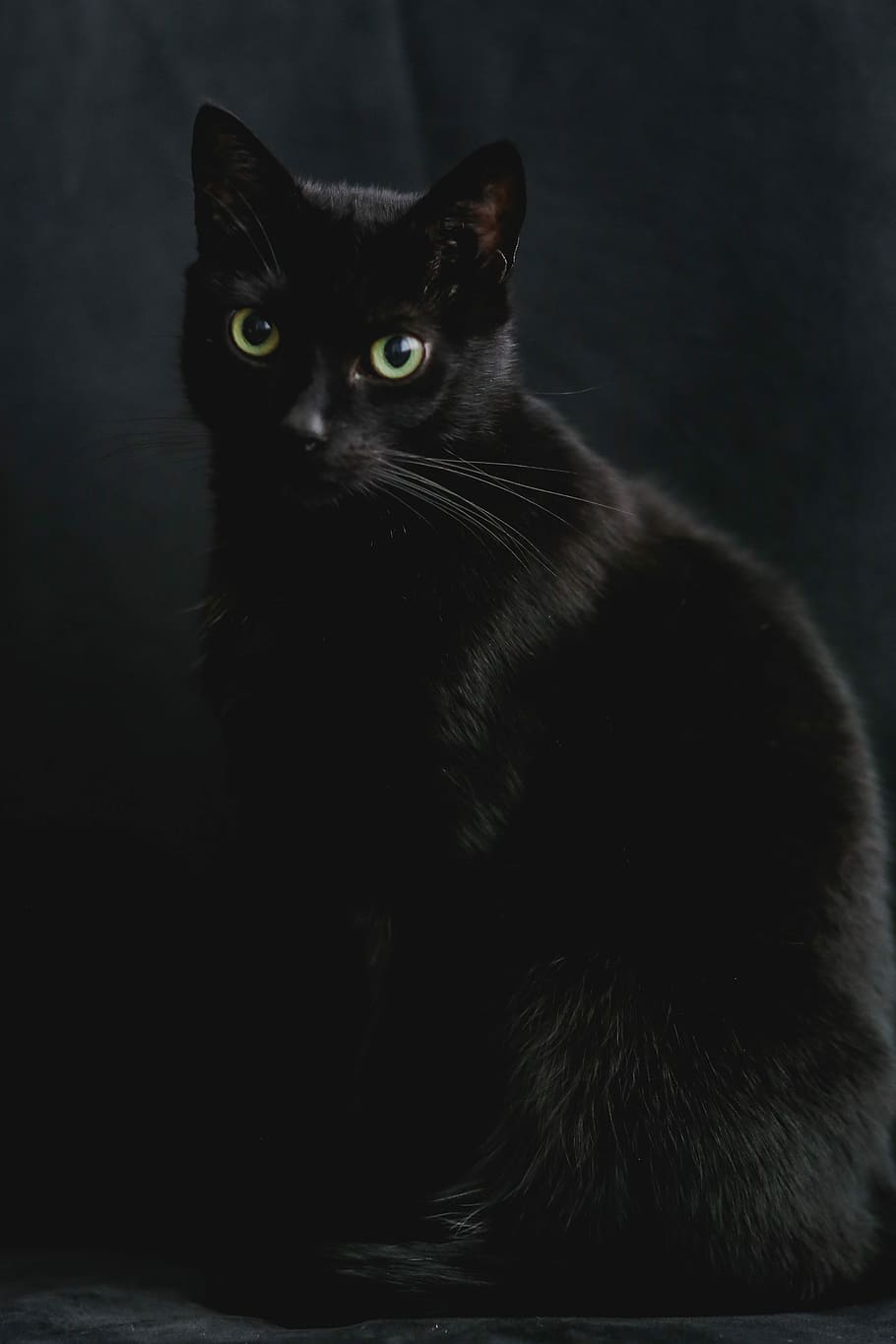 negro, retrato, gato negro, mascota, animal, doméstico Gato, mascotas, mirando, color negro, lindo