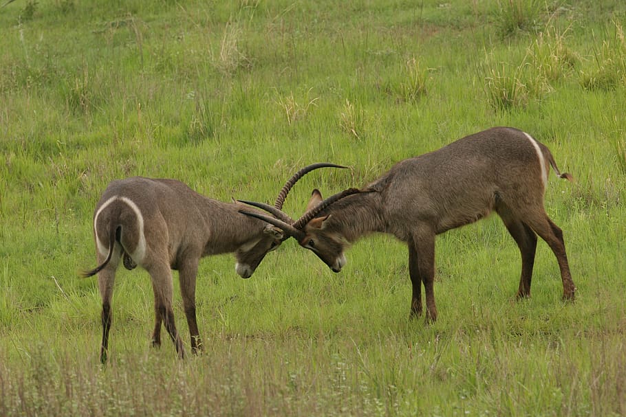 waterbuck, south africa, fight, animal themes, animal, animal wildlife, grass, field, animals in the wild, group of animals