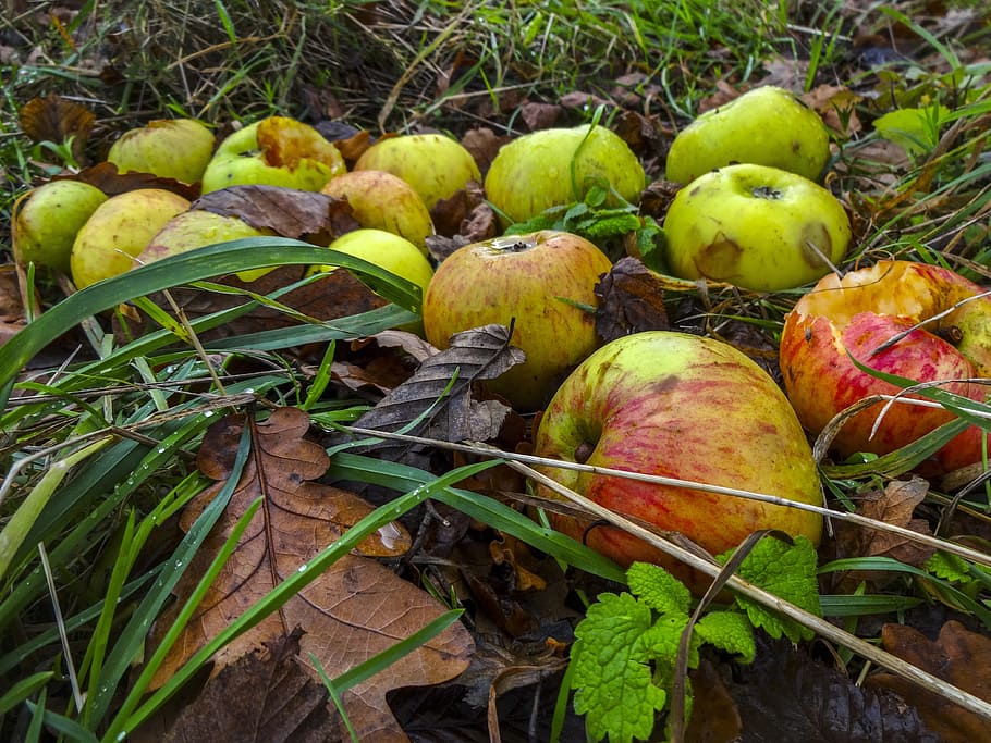 manzanas inesperadas, manzanas, otoño, hojas de otoño, manzanas en el suelo, manzanas caídas, huerta de frutas, fruta caída, cosecha, manzanas podridas