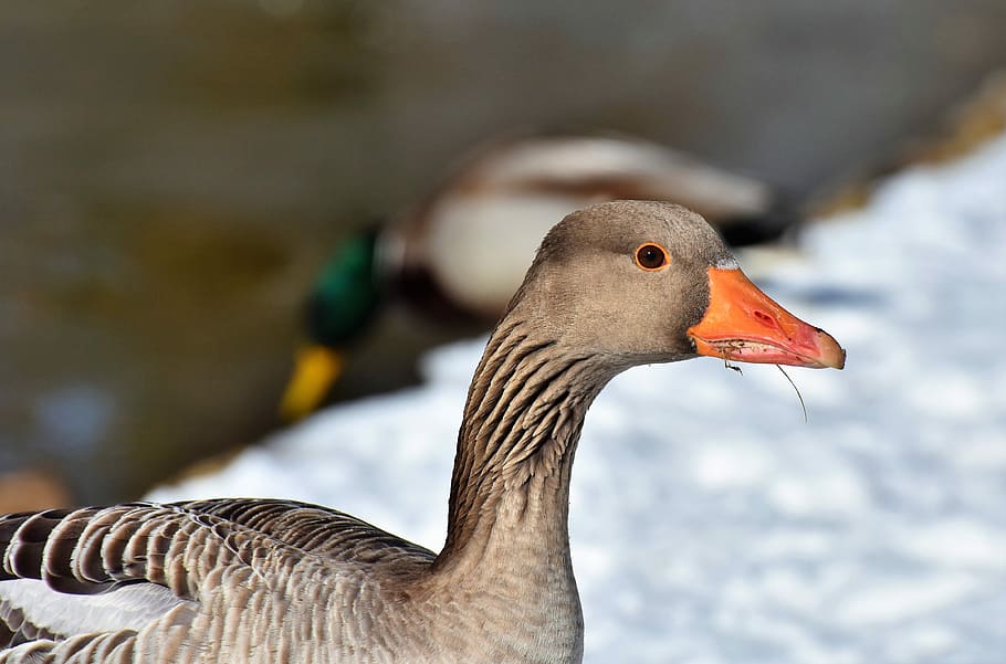 selective, focus photo, brown, duck, goose, greylag goose, wild goose, water bird, migratory bird, wild bird