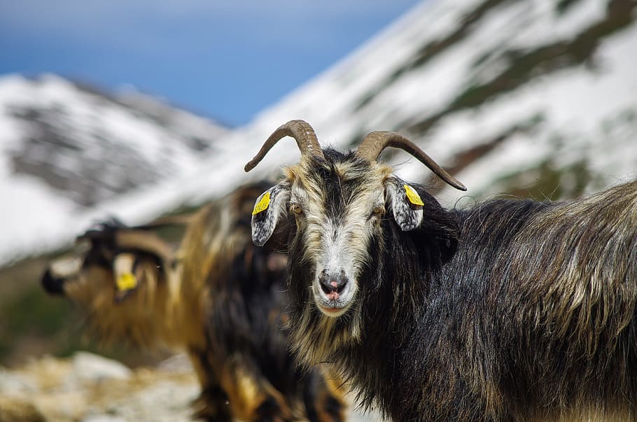 Goat, Sheep, Highland, Landscape, confused, snow, grassland, nature, environmental, peace