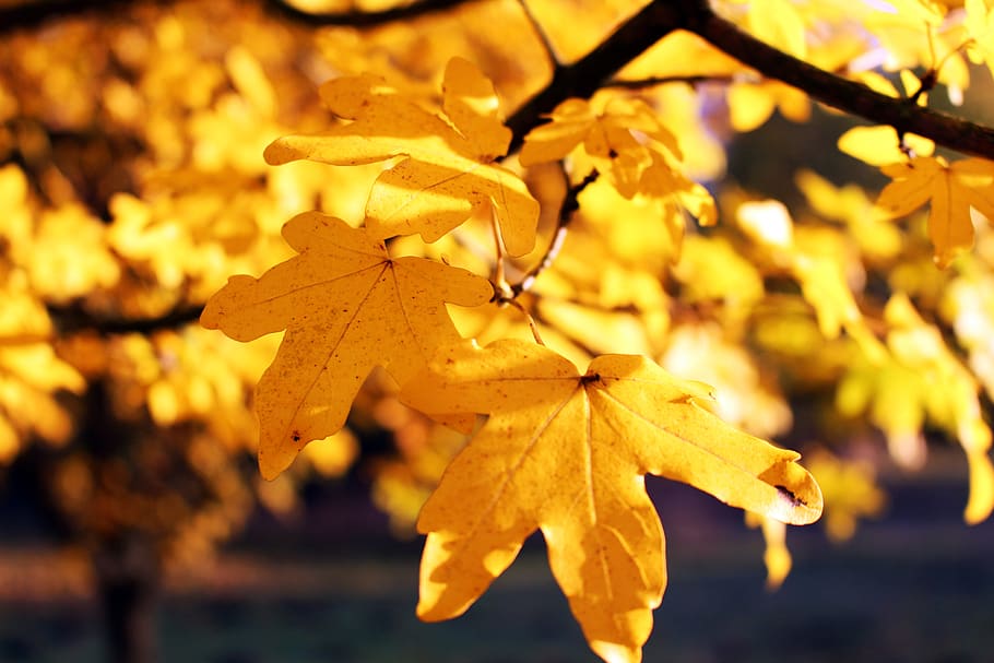 leaves, autumn, nature, leaf, october, season, tree, autumn mood, golden, fall foliage