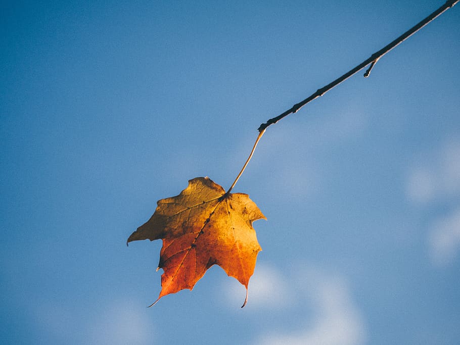 maple leaf, autumn, fall, nature, sunshine, blue, sky, plant part, leaf, change