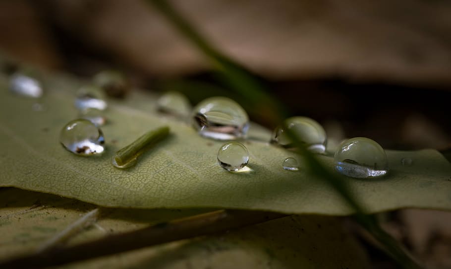 fotografia macro, gotas de água, folha, água, gotas, verde, folhas, ao ar livre, molhado, gotas de chuva