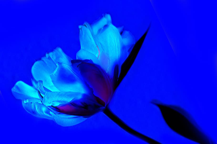 white, tulip, bloom, close, art, blue, flower, spring, plant, flowers