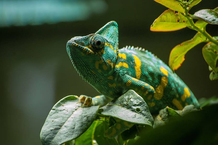 chameleon, green, exotic, reptile, eye, terrarium, hot, animal, creature, head