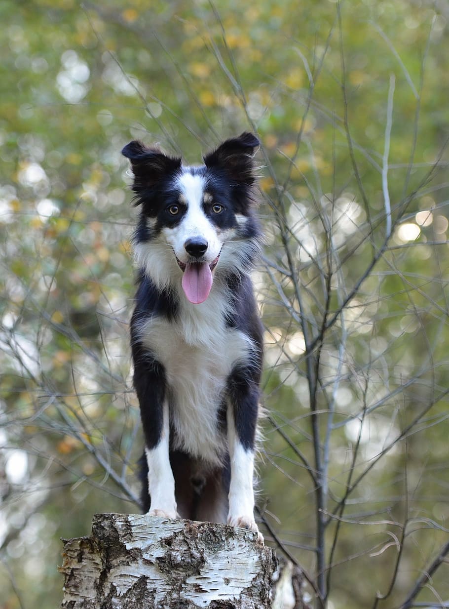 fotografía de enfoque de cambio de inclinación, border collie, al aire libre, abedul, bosque, otoño, naturaleza, perro, un animal, canino