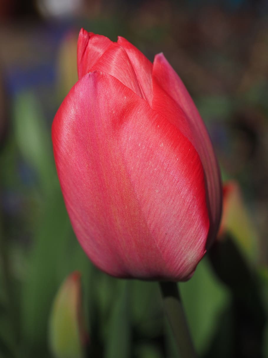 tulipa, vermelho, flor, primavera, fechar, colorida, cor, lírio, liliaceae, plantas ornamentais