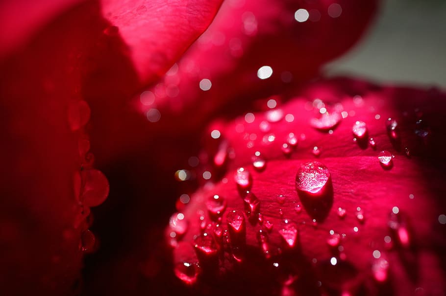 rosa, love, drop, reflection, romantic, nature, petals, beauty, romantica, red