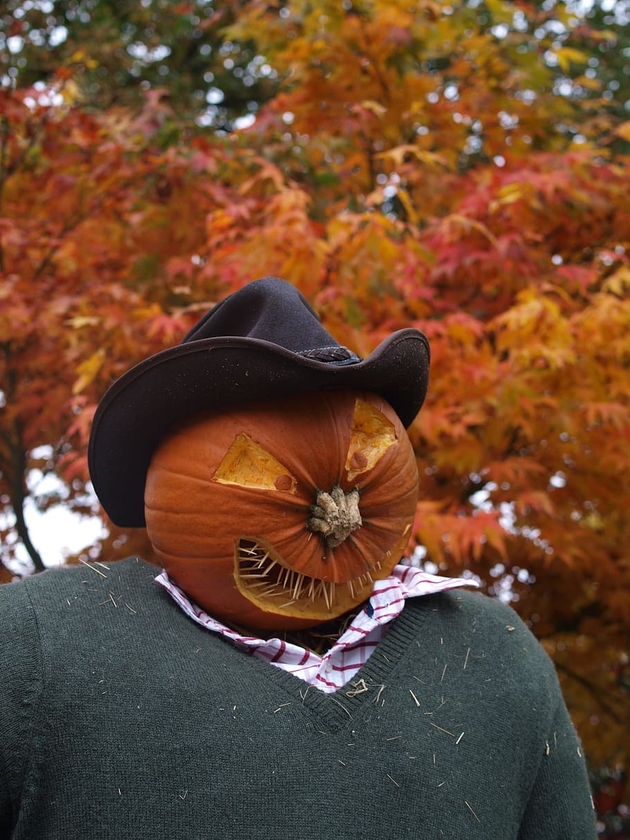 scarecrow, pumpkin, halloween, autumn, plant, orange color, focus on foreground, change, leaf, tree