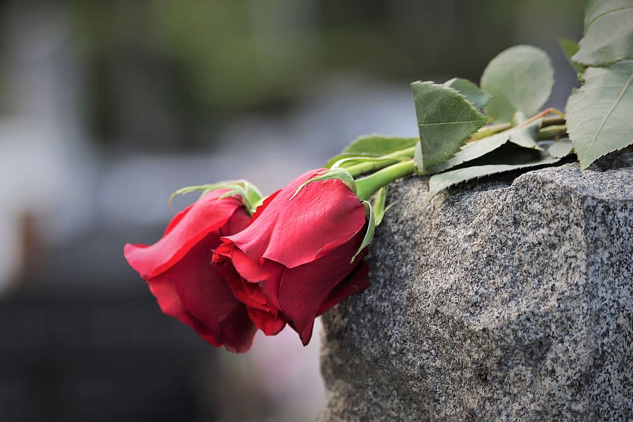 dos rosas rojas, memoria amorosa, mármol gris, condolencias, cementerio, al aire libre, planta, belleza en la naturaleza, flor, planta floreciendo
